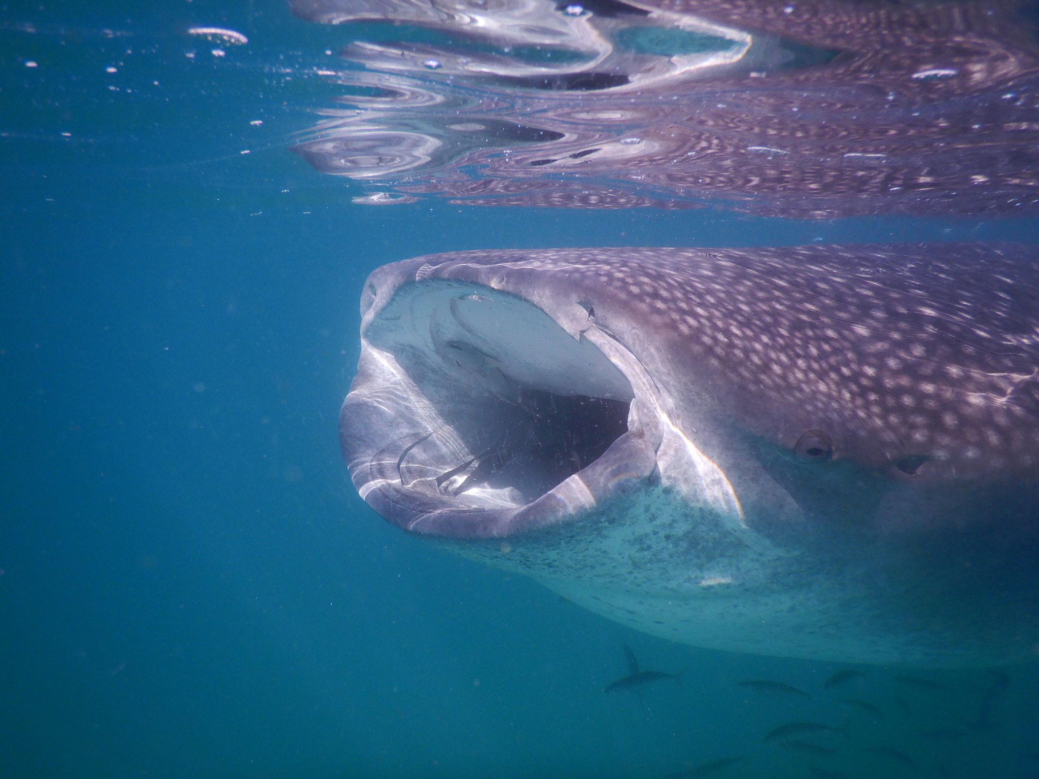 Nikon Coolpix W300 sample photo. Whale shark  feeding. photography