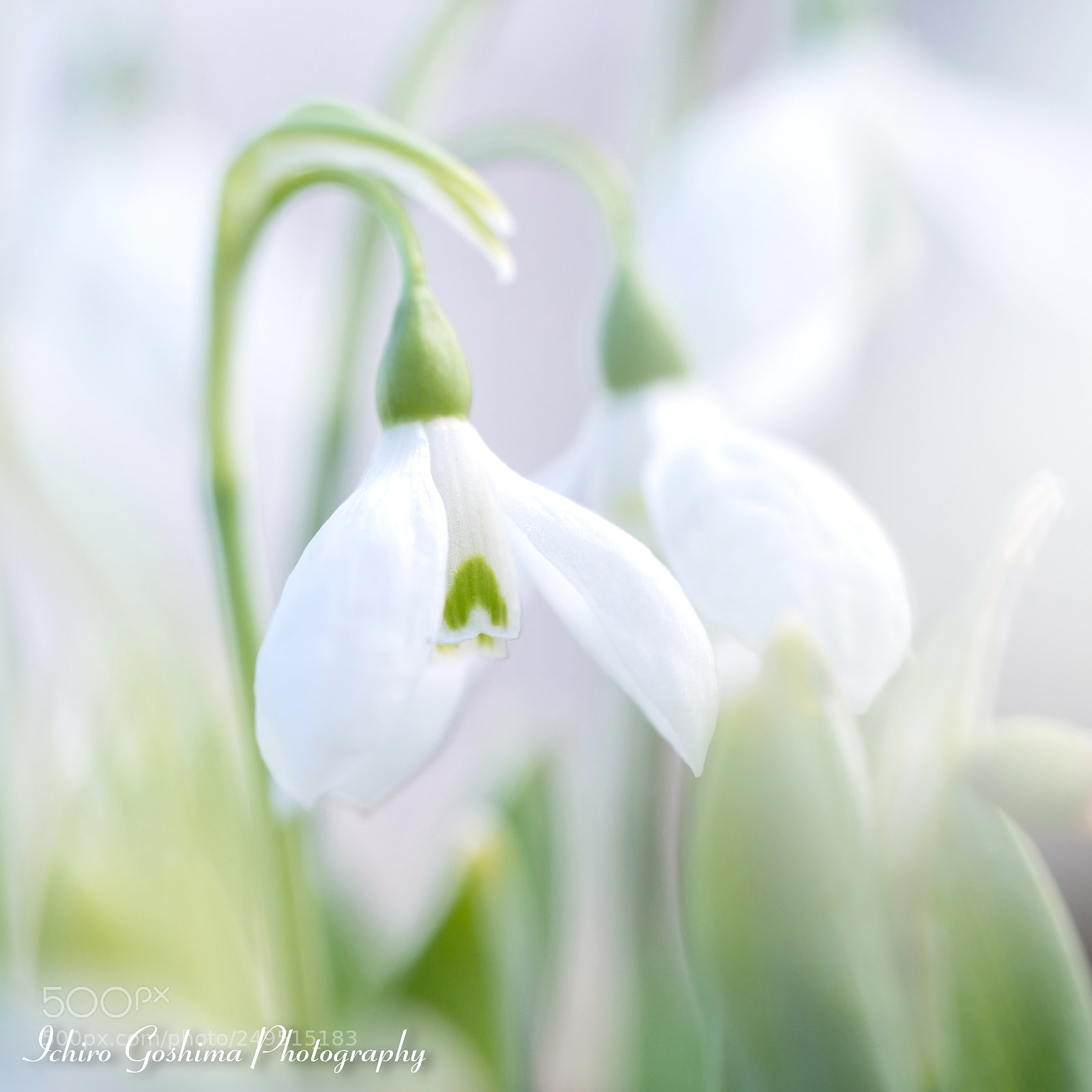 Sony a7R III sample photo. Snowdrop photography