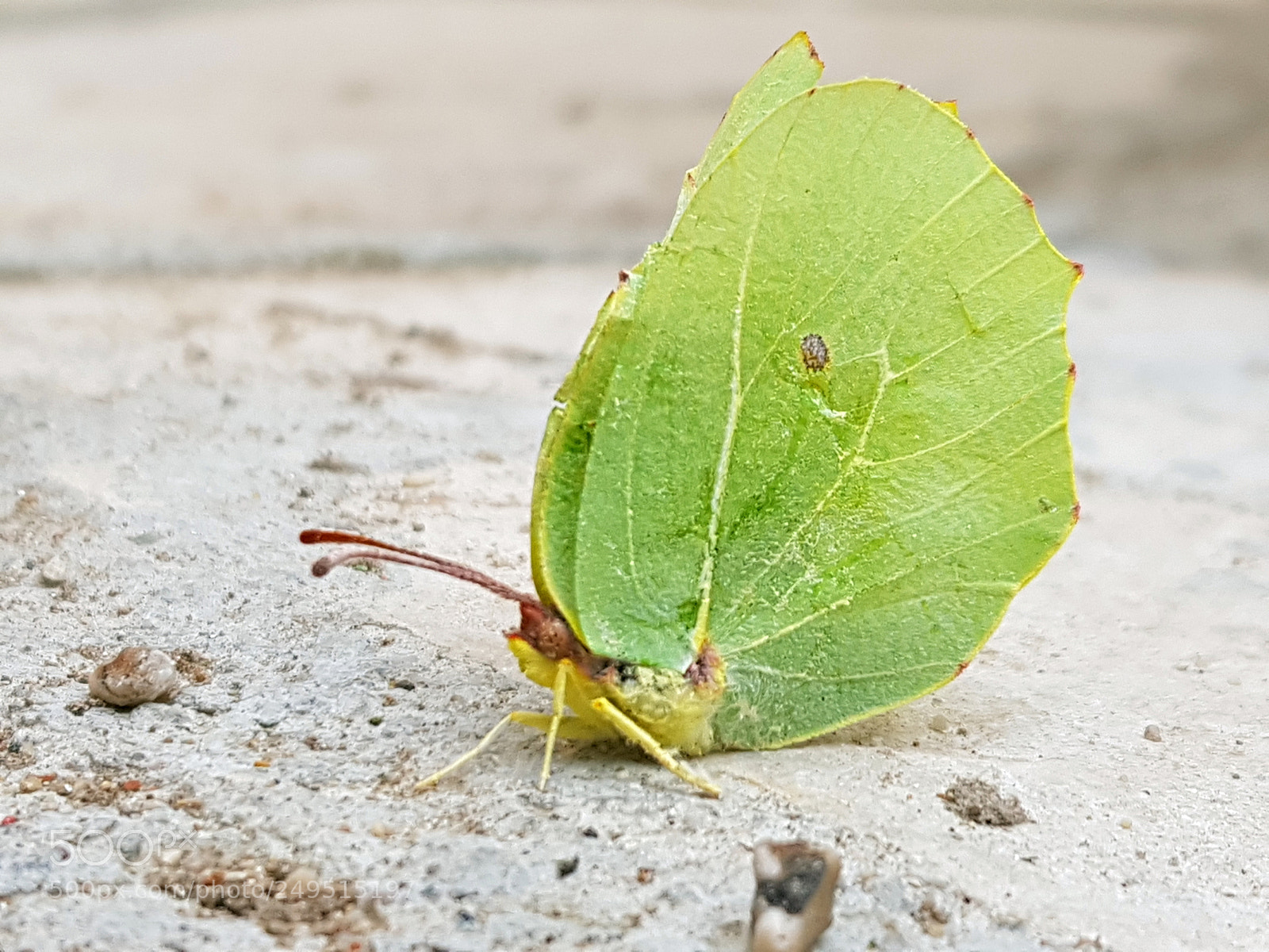 Samsung Galaxy S8+ sample photo. Papillon feuille photography