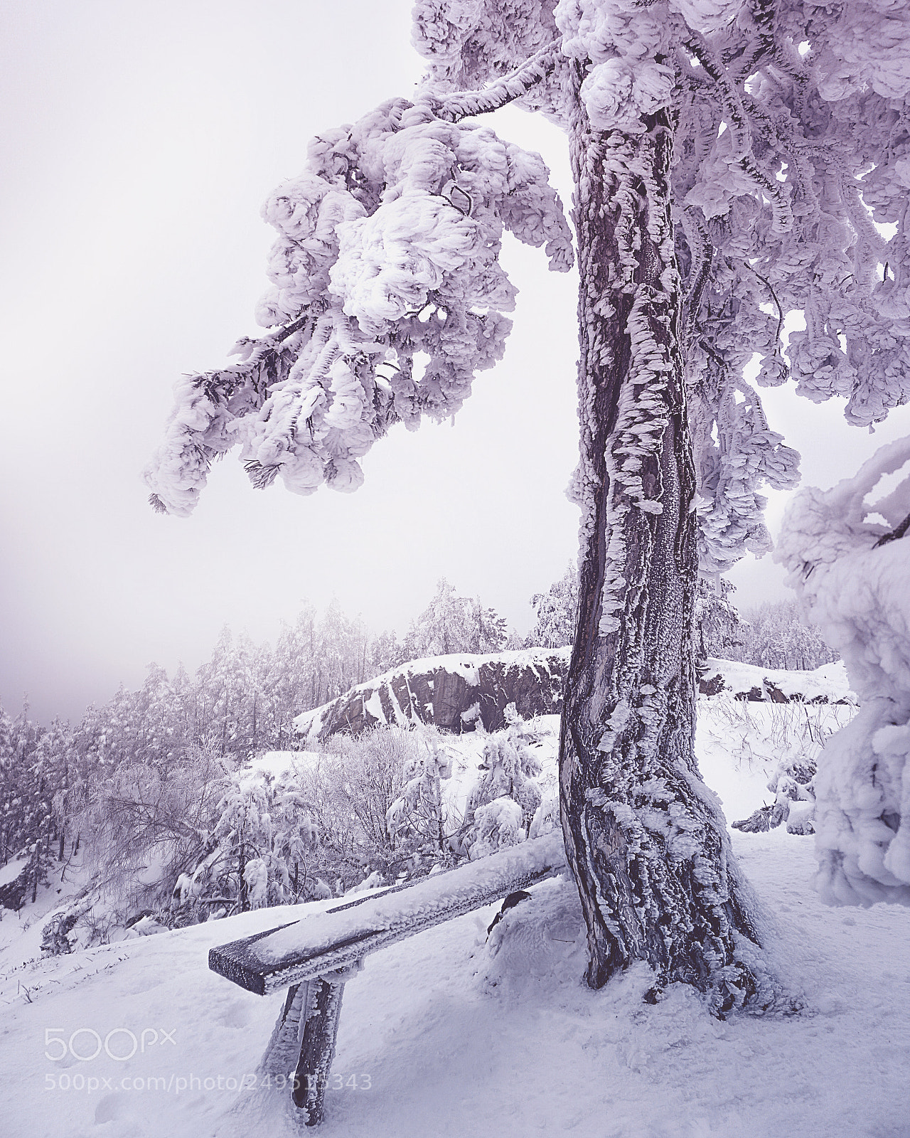Sony a6000 sample photo. Frozen winter tree photography