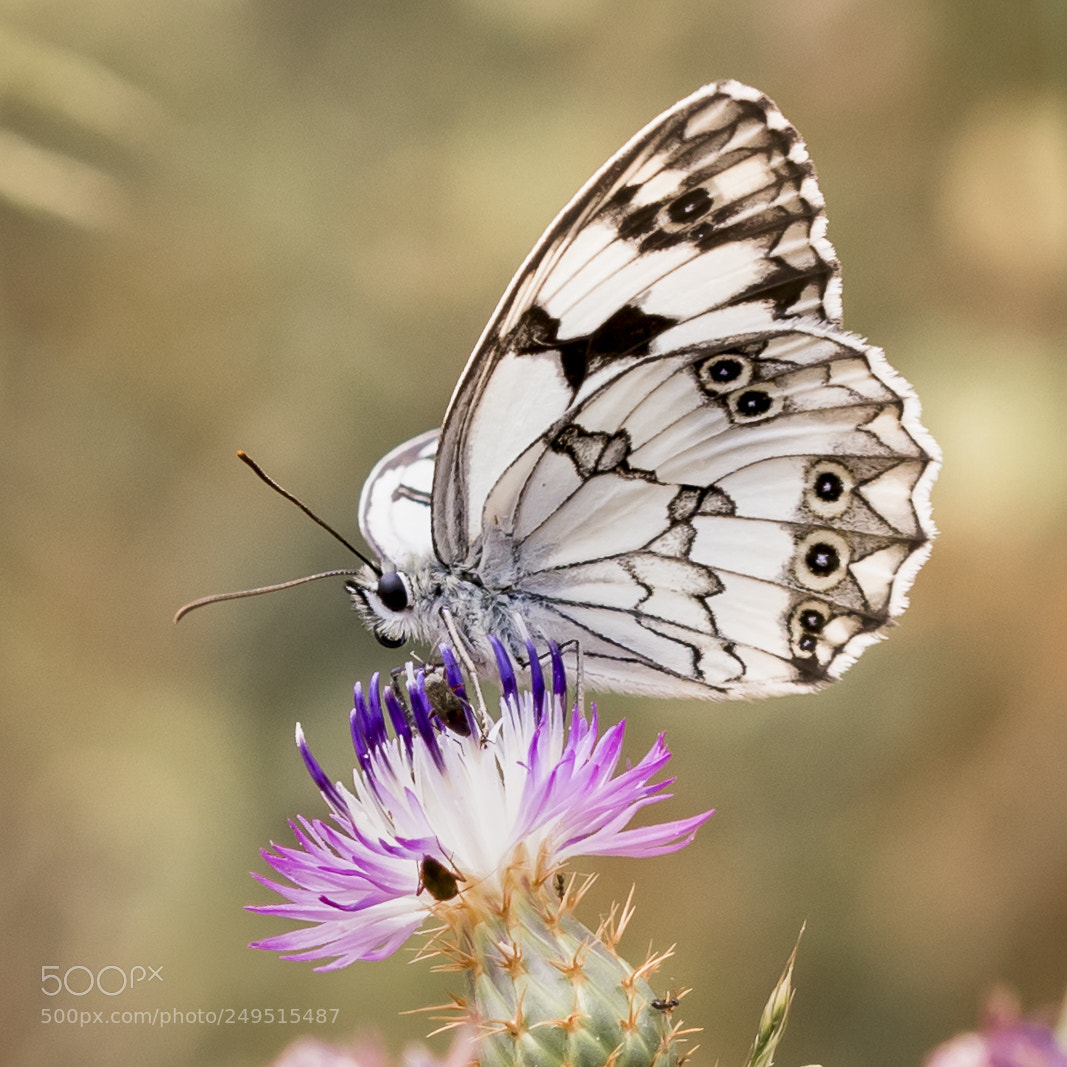Nikon D500 sample photo. Melanargia lachesis photography