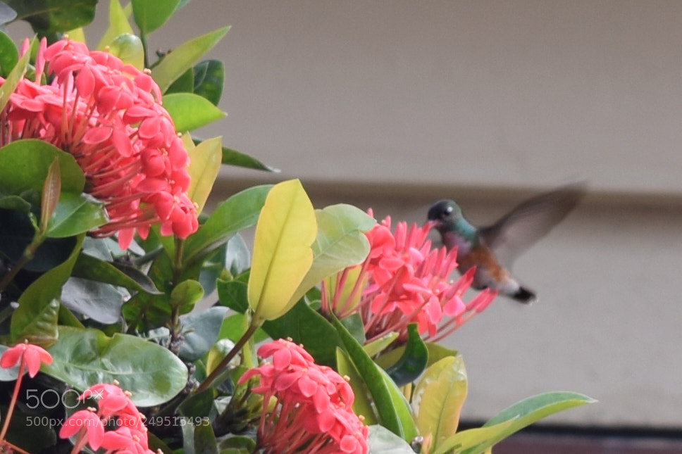 Nikon D3300 sample photo. Dsc photography