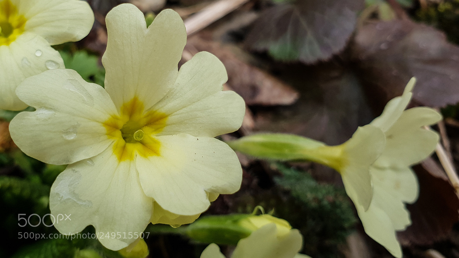 Samsung Galaxy S9+ sample photo. Primroses after the rain photography