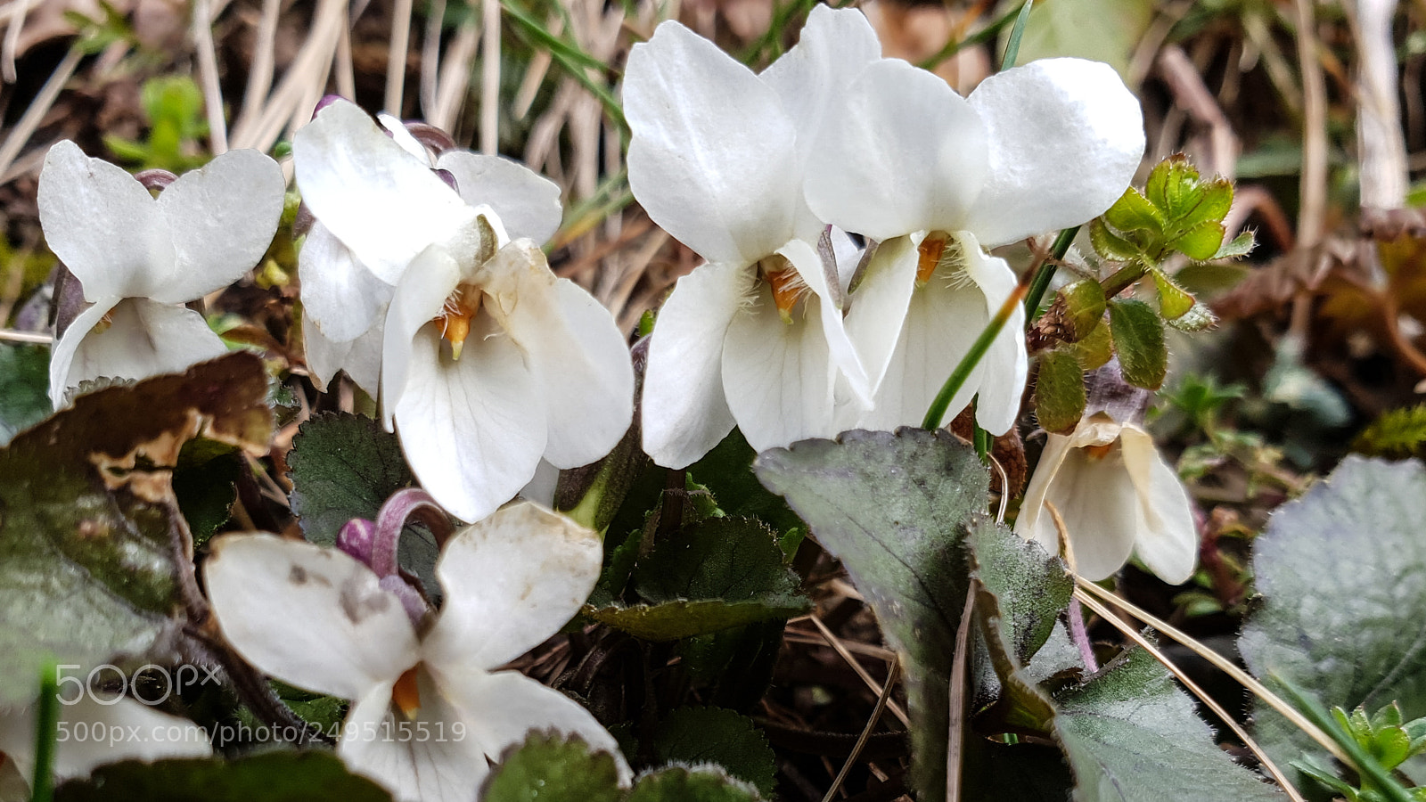 Samsung Galaxy S9+ sample photo. First spring flowers with photography