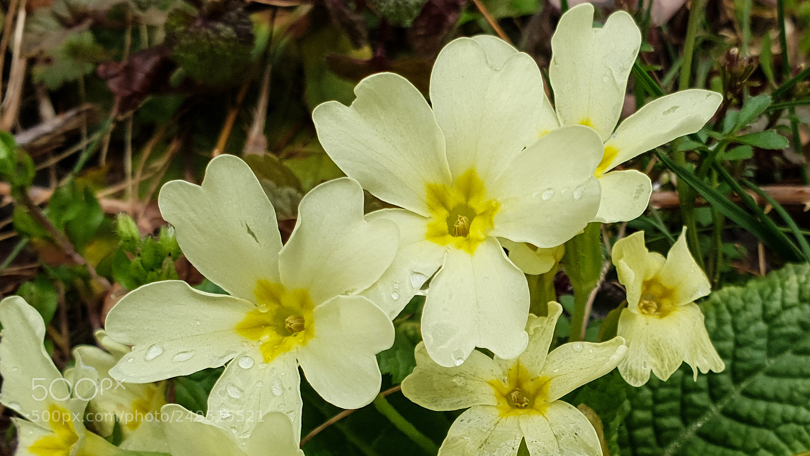 Samsung Galaxy S9+ sample photo. Primroses after a rainy photography