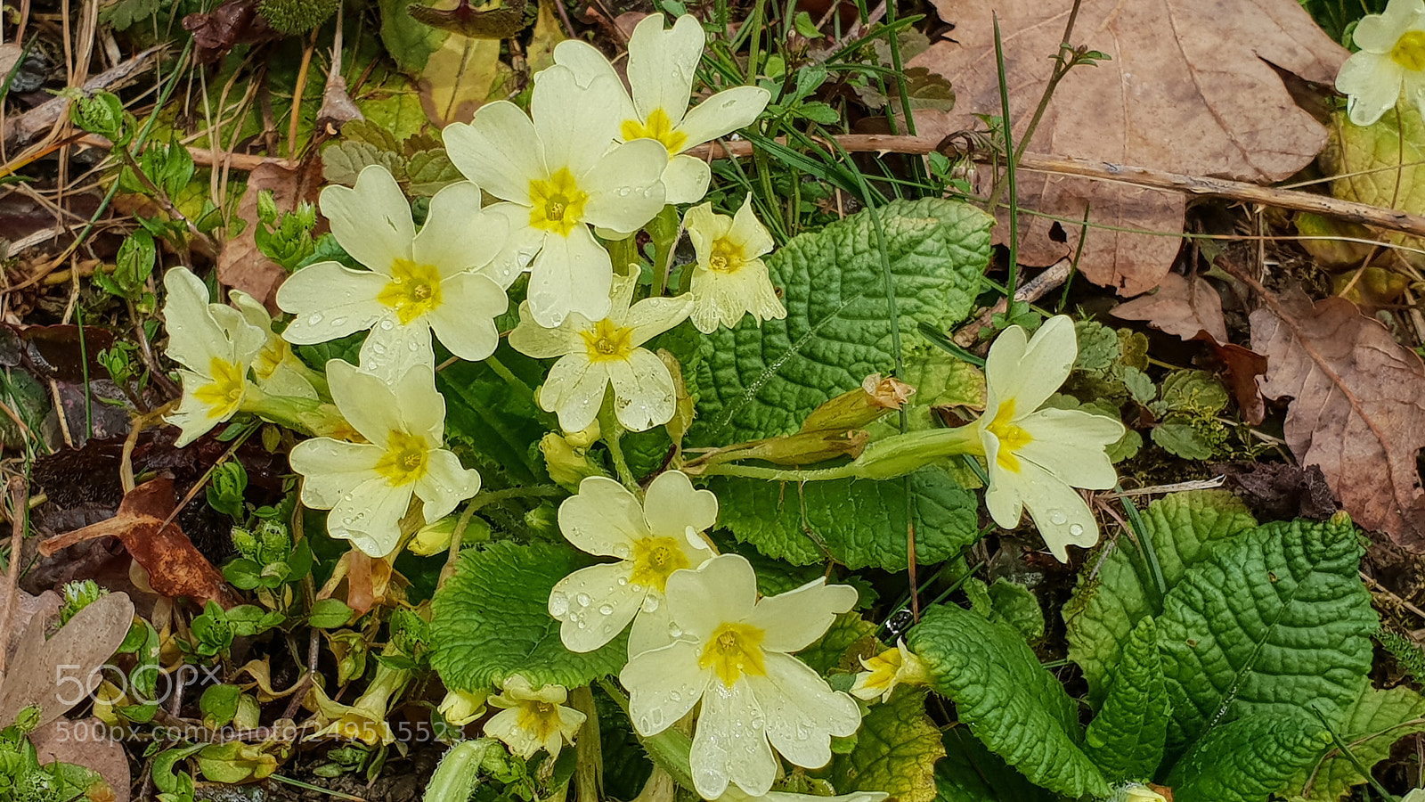 Samsung Galaxy S9+ sample photo. First primroses after a photography