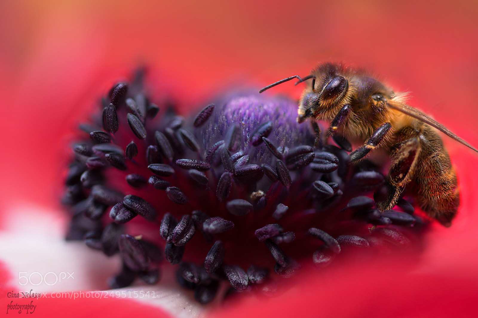 Nikon D5500 sample photo. Pollinating photography
