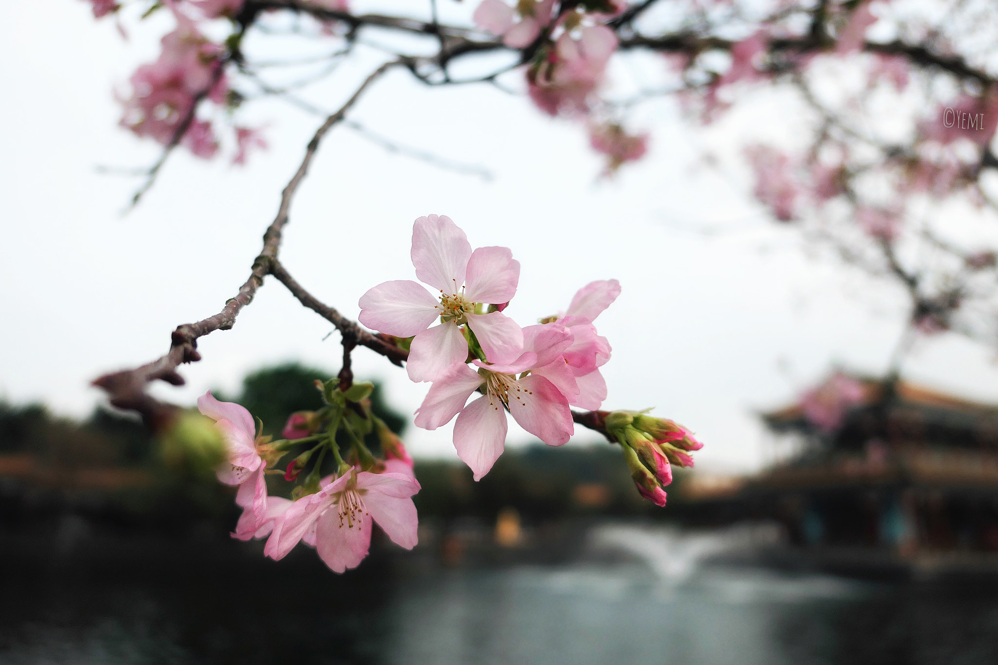 Panasonic Lumix DMC-LX10 (Lumix DMC-LX15) sample photo. Guangzhou baomo garden cherry blossom festival photography