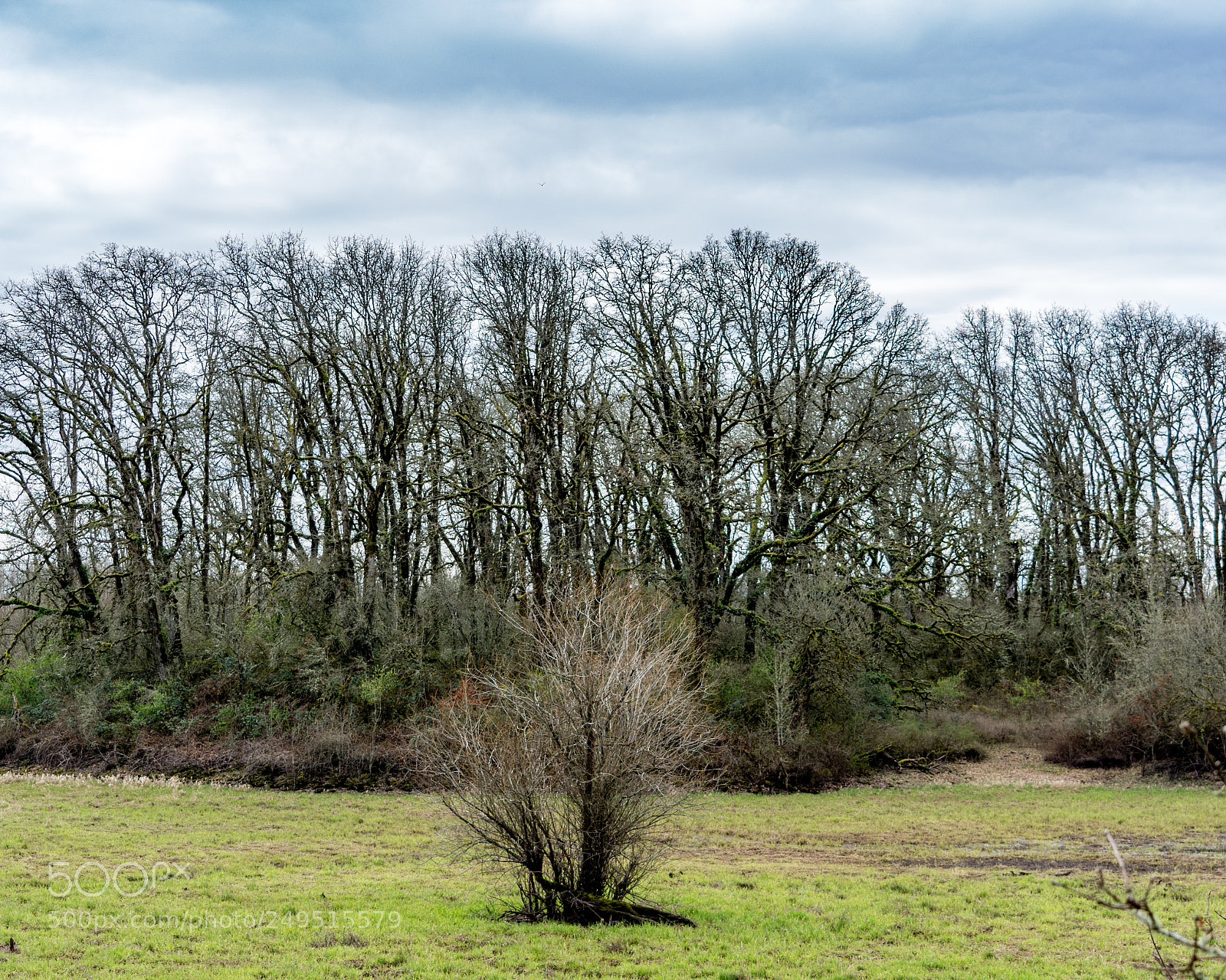 Nikon D7100 sample photo. Layers of trees photography