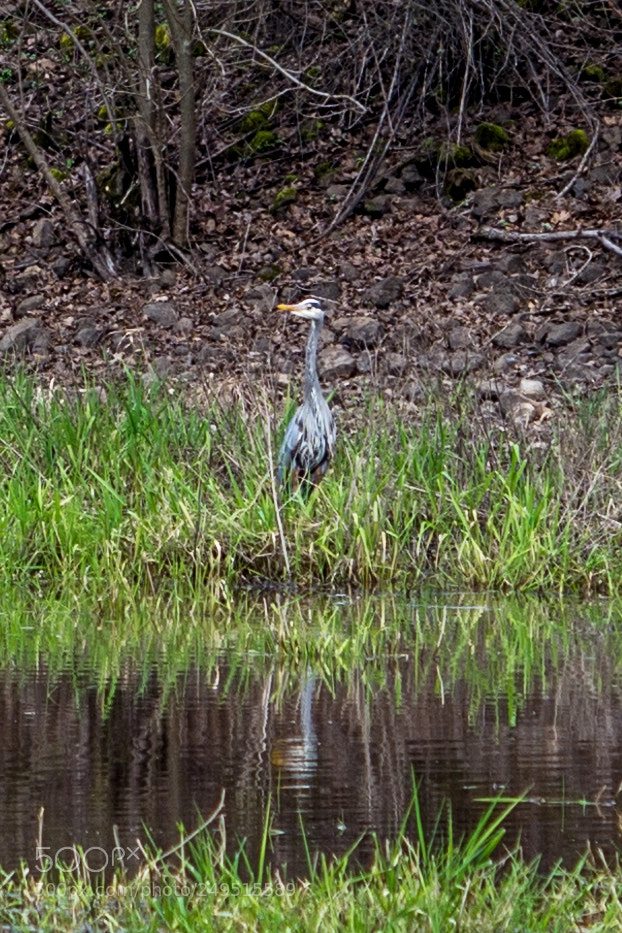 Nikon D7100 sample photo. Lone heron photography