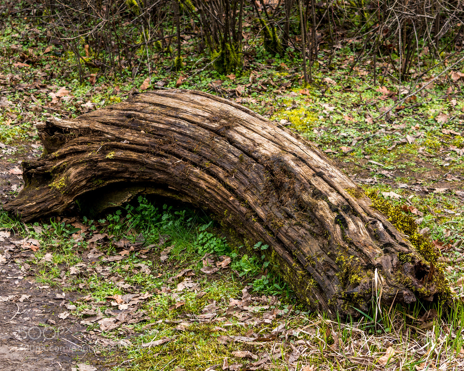 Nikon D7100 sample photo. Arched log photography