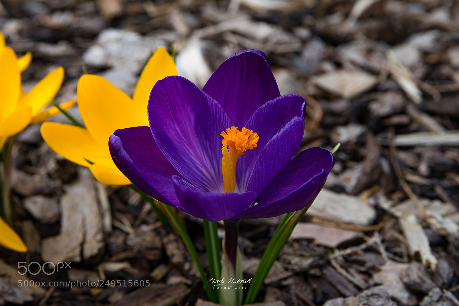 Sony a7 II sample photo. Spring photography