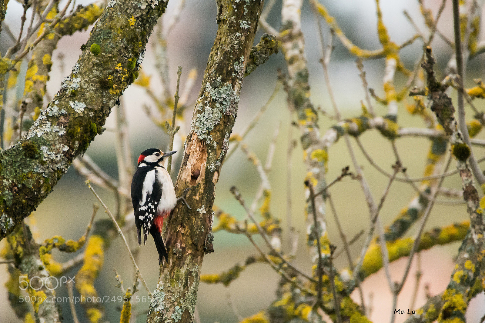 Nikon D7100 sample photo. Dendrocopos major " pic épeiche " photography
