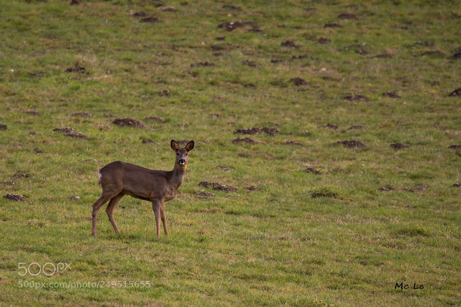 Nikon D7100 sample photo. Chevreuil de nos campagnes photography