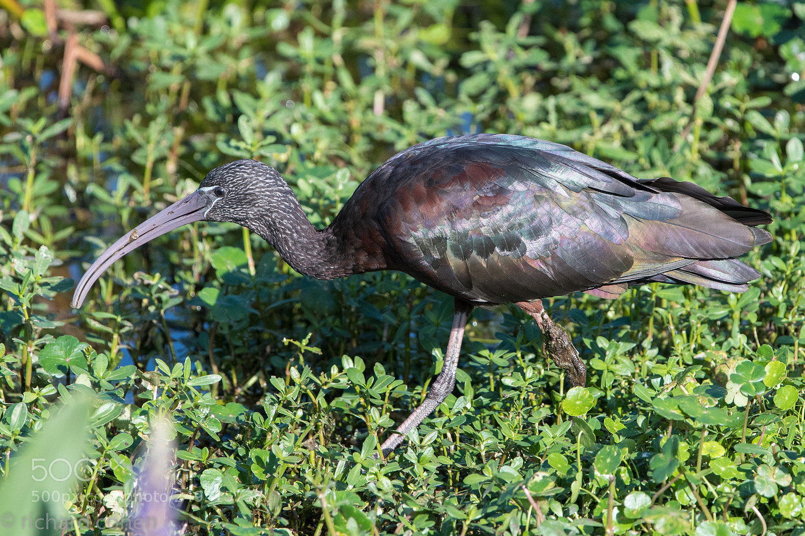 Nikon D500 sample photo. Glossy ibis photography