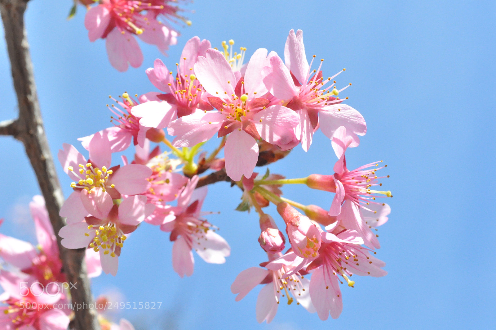 Nikon D5000 sample photo. In bloom photography