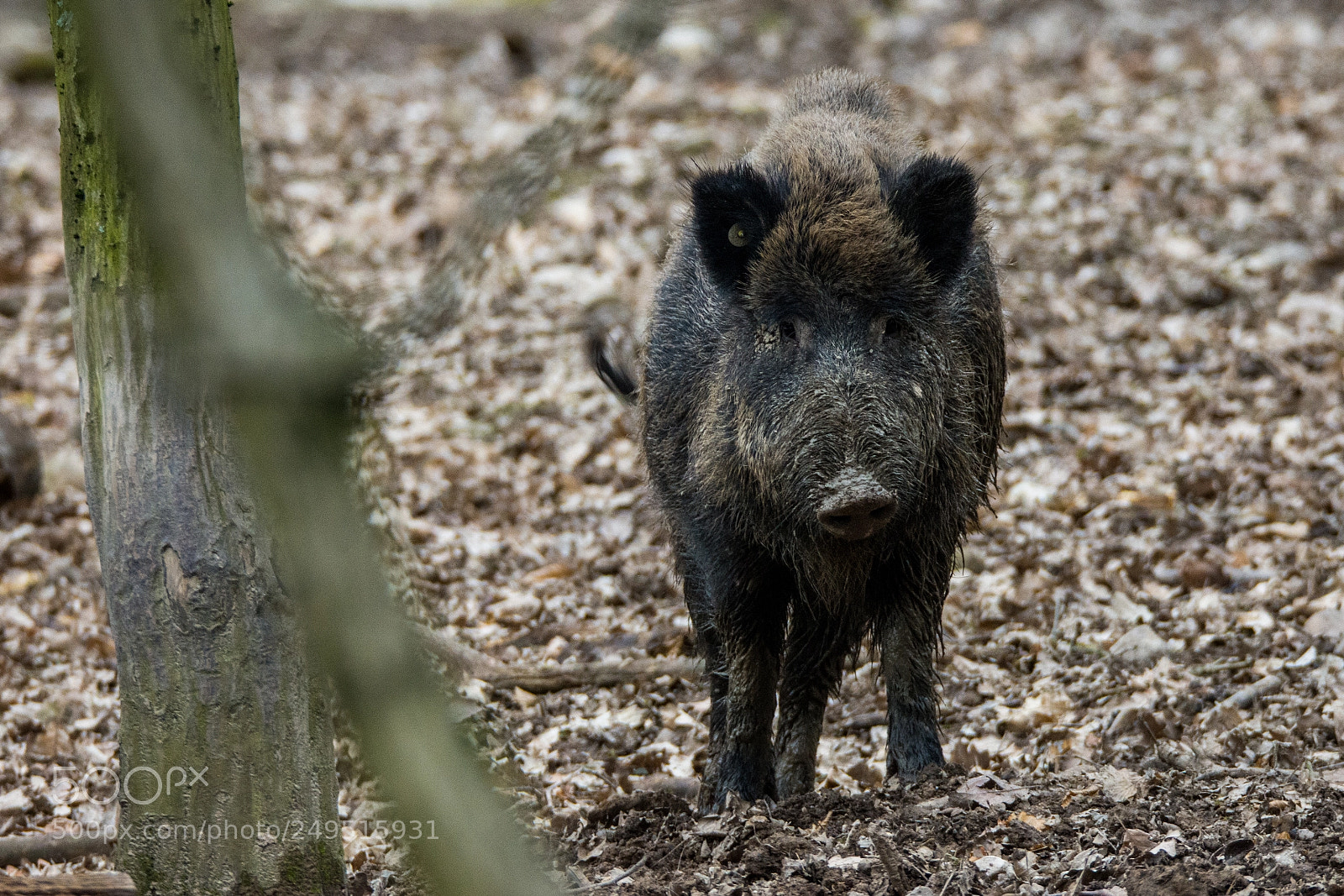 Nikon D7200 sample photo. Boar in a wildlife photography