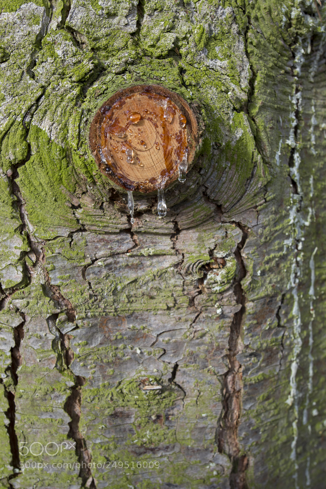 Nikon D7100 sample photo. Tree gum photography