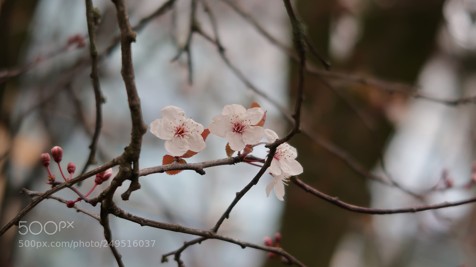 Canon PowerShot G7 X Mark II sample photo. Img photography