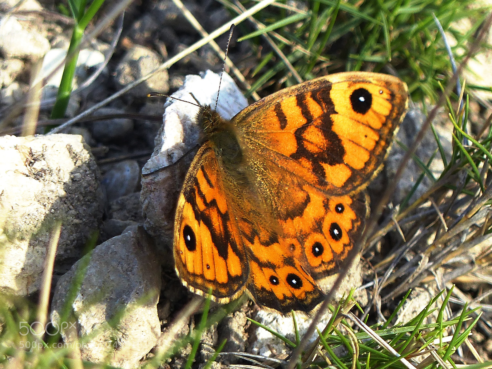 Panasonic Lumix DMC-FZ200 sample photo. Wall brown photography