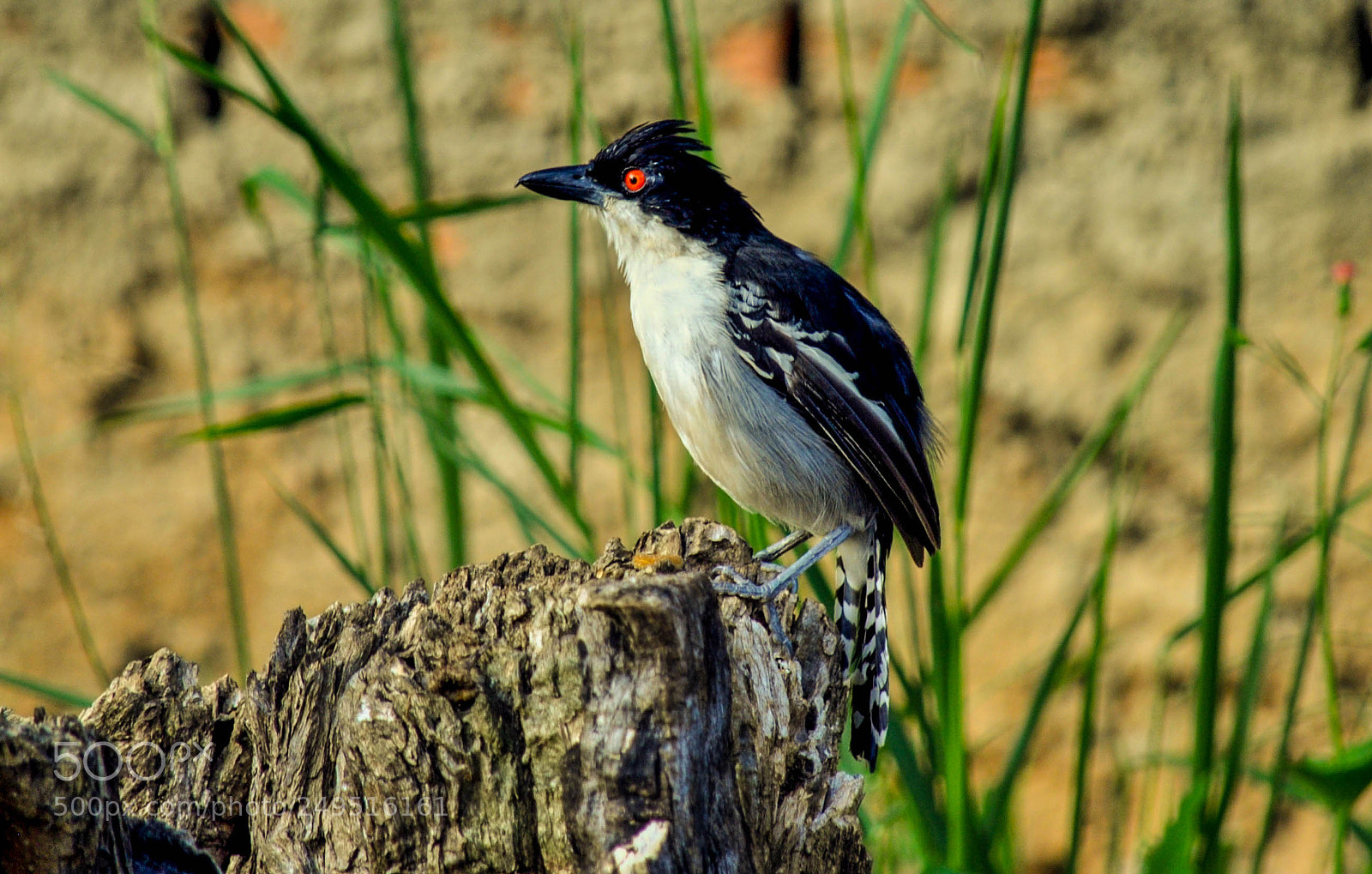 Nikon D5000 sample photo. Choró-boi (taraba major) photography