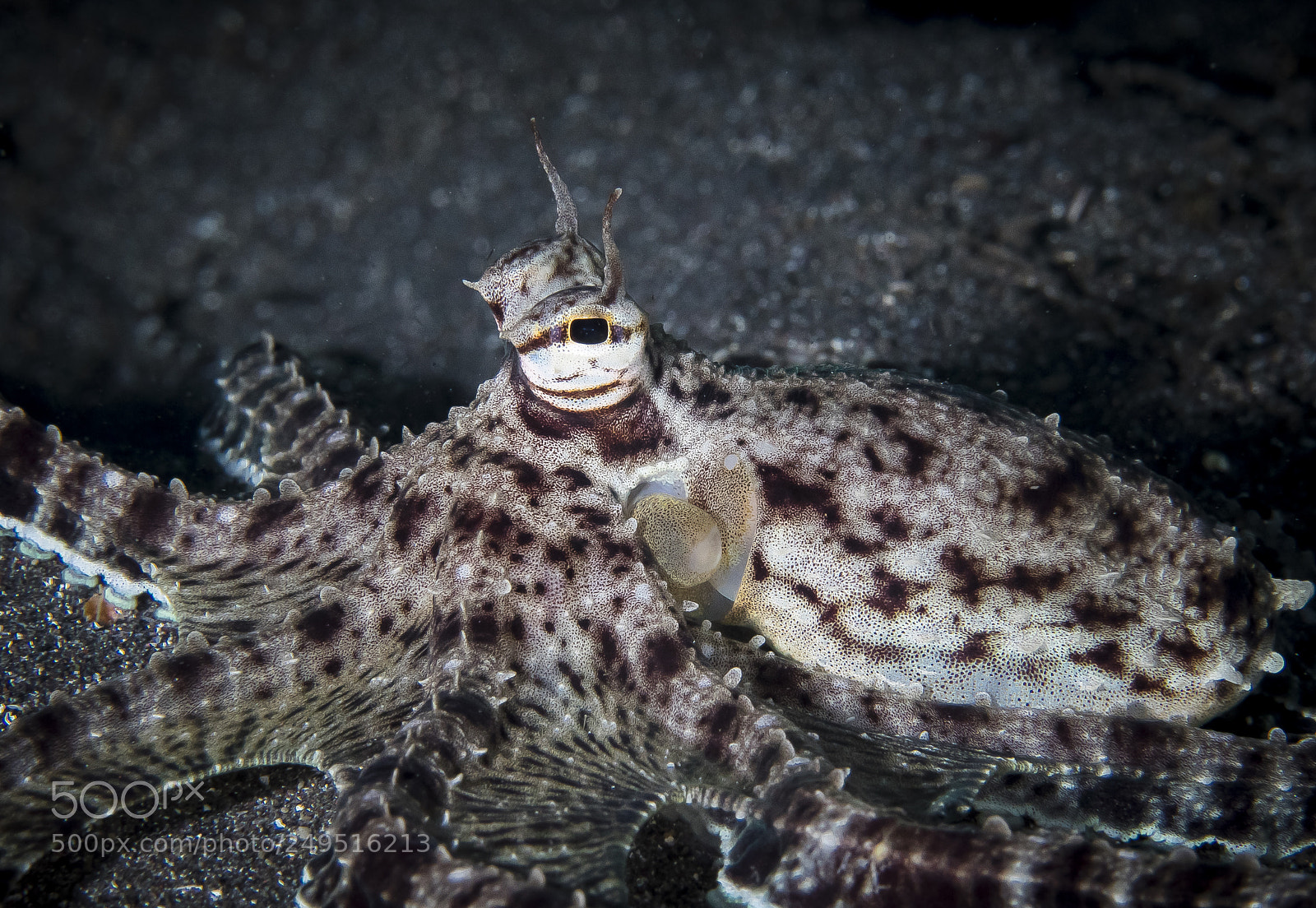 Canon EOS 5D Mark IV sample photo. Mimic octopus photography