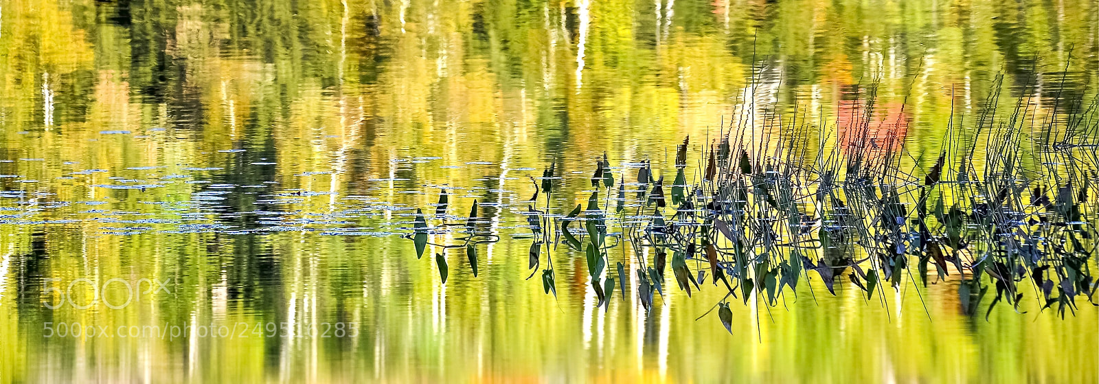 Nikon D90 sample photo. Monet shot photography