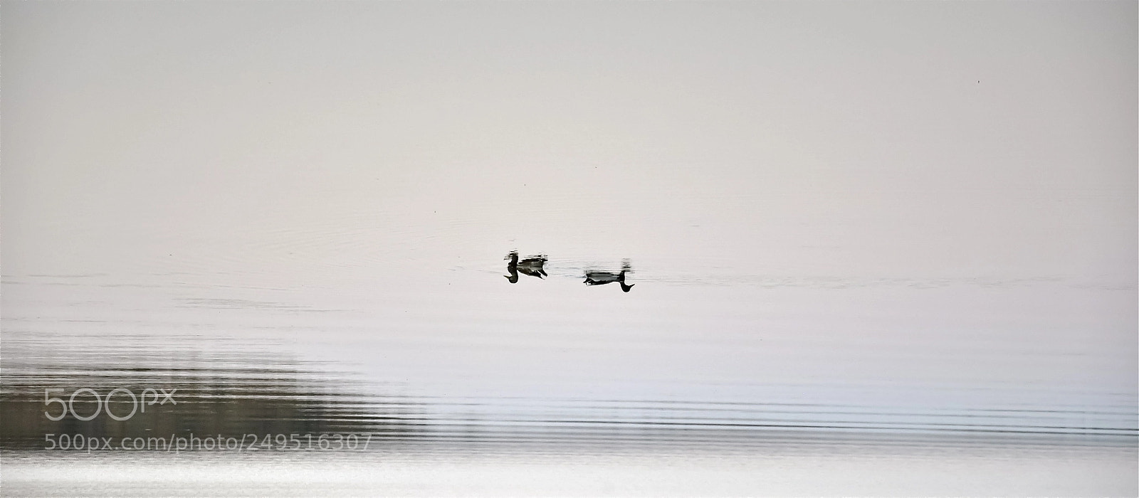 Nikon D90 sample photo. Upside duck photography