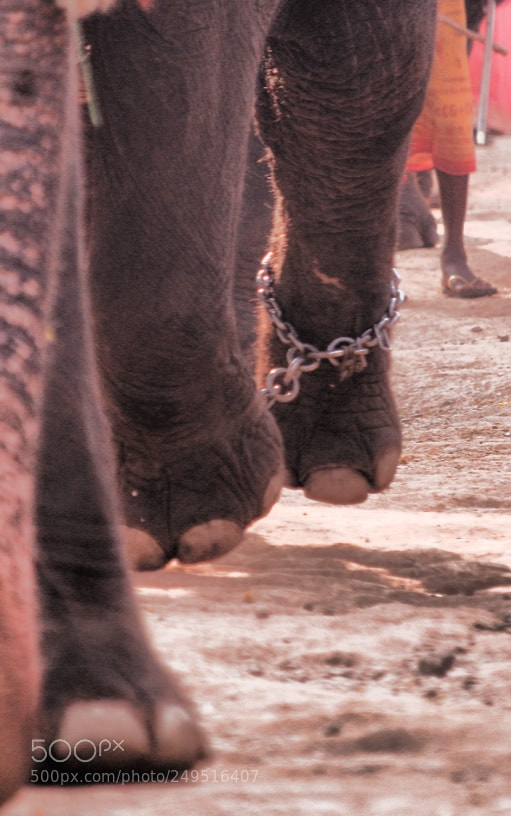 Nikon D5100 sample photo. Giant legs photography
