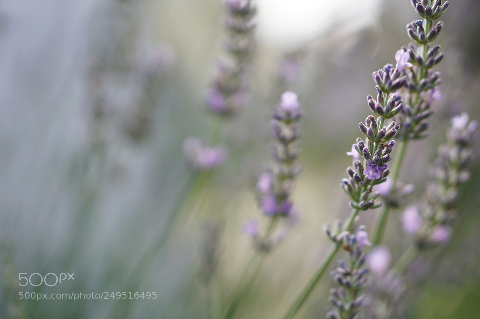 Sony a6000 sample photo. Lavender photography