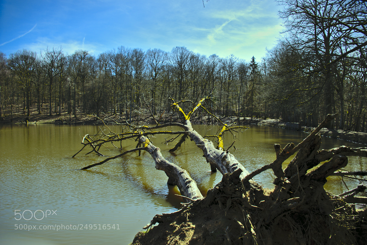 Nikon D5600 sample photo. Arbre mort photography