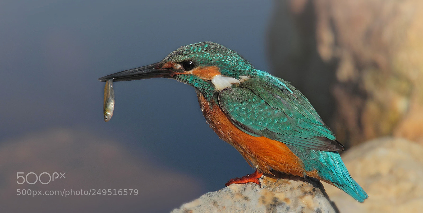 Canon EOS 7D sample photo. River kingfisher... photography