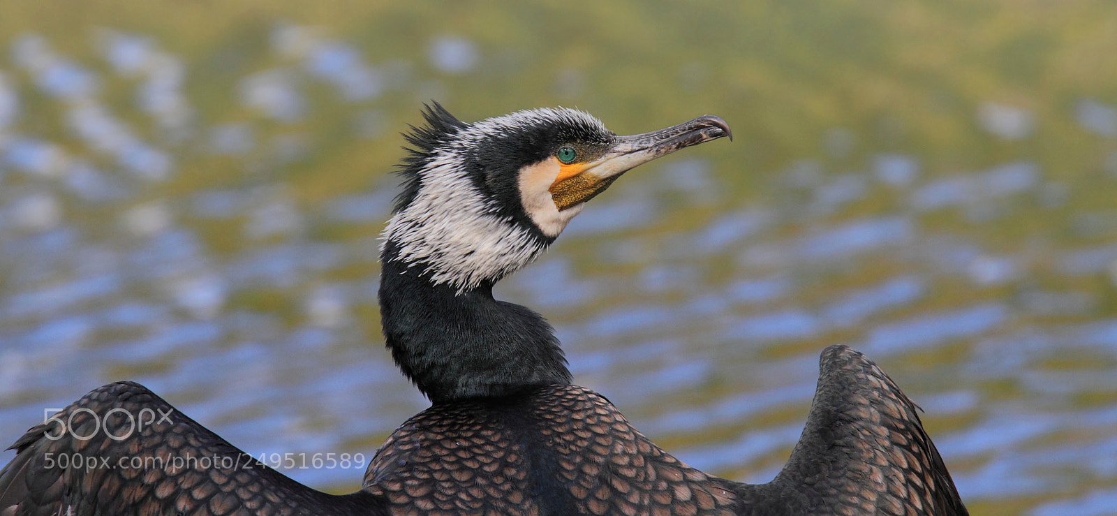 Canon EOS 7D sample photo. Cormorant... photography