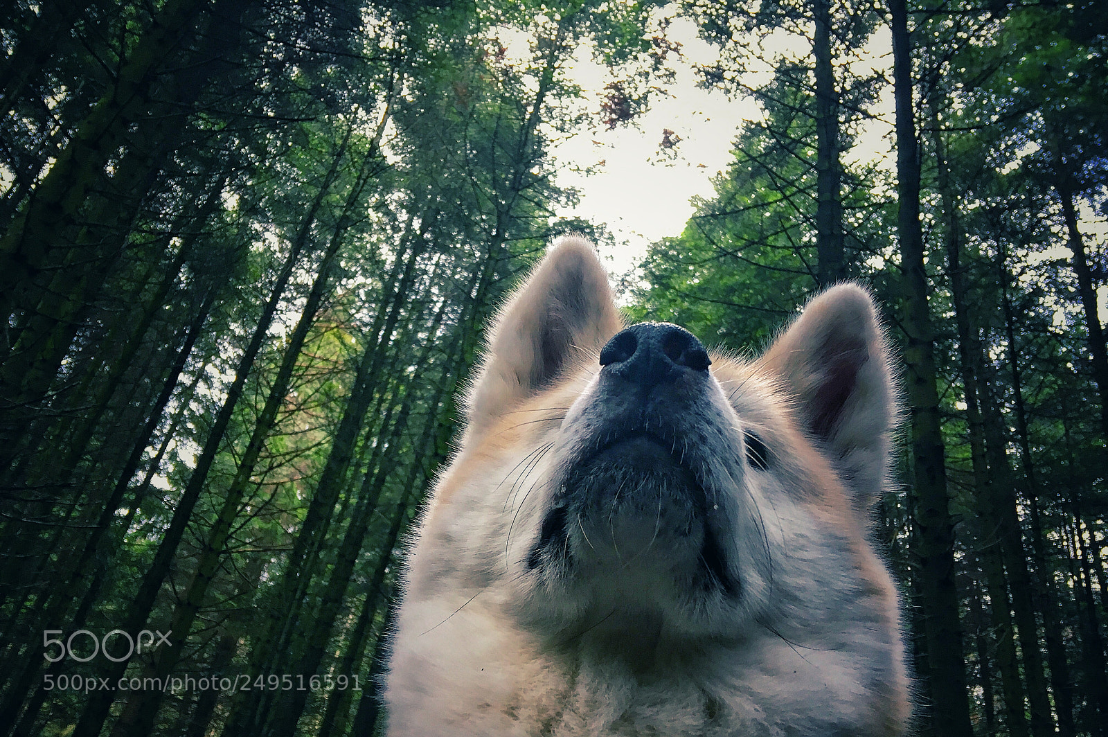 Apple iPhone SE sample photo. Forest photography