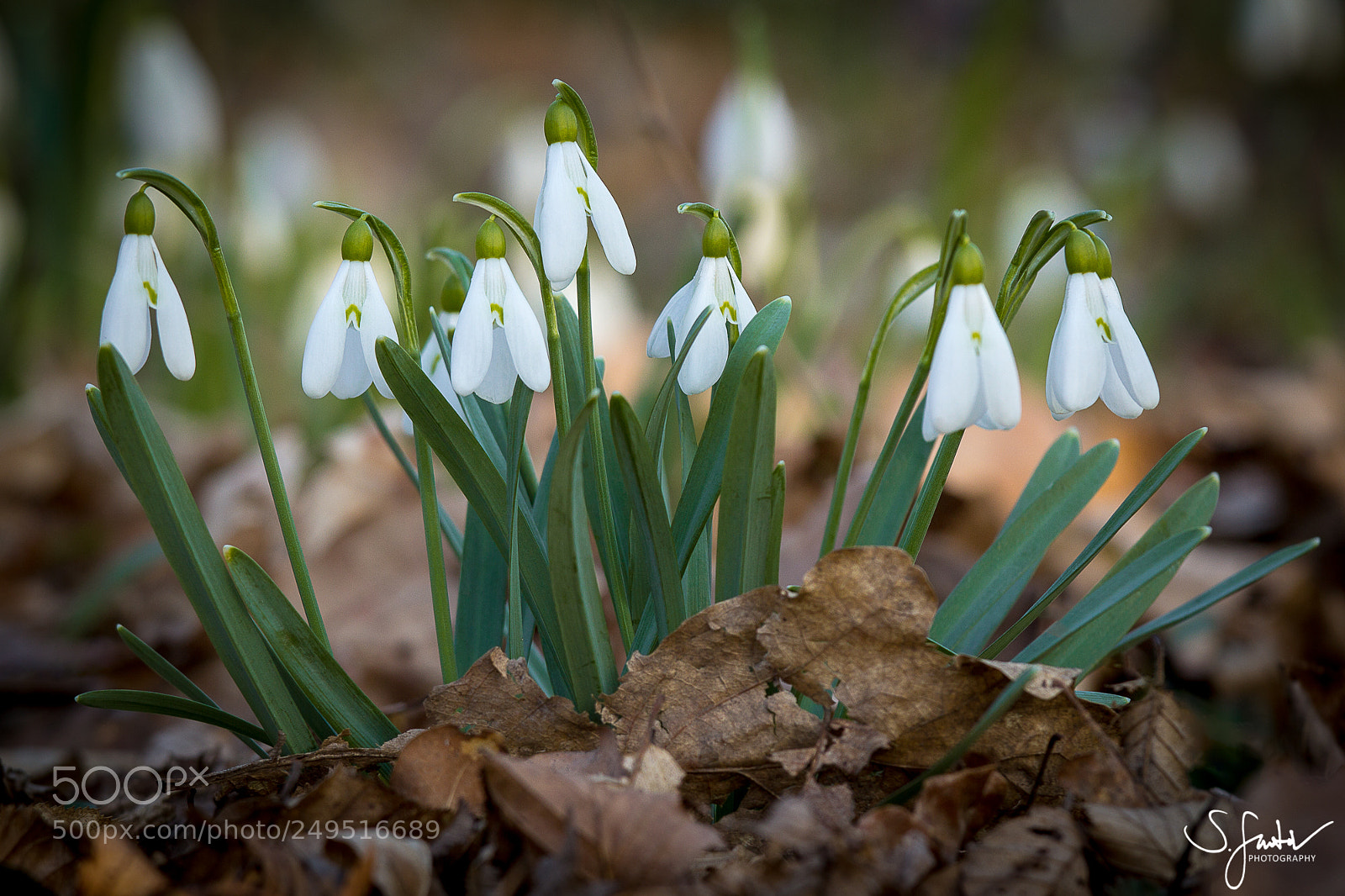 Canon EOS 60D sample photo. Snowdrops i. photography