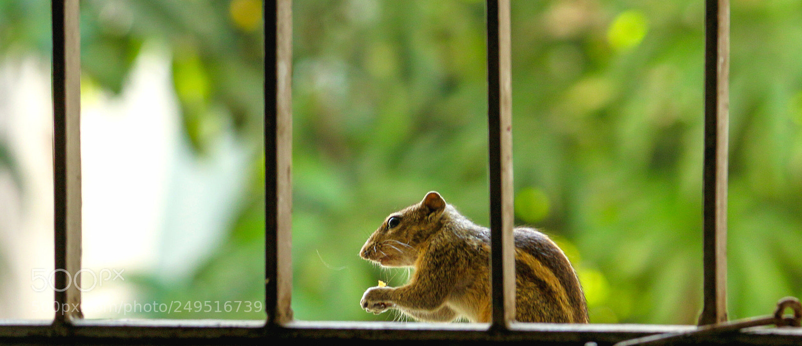 Canon EOS 700D (EOS Rebel T5i / EOS Kiss X7i) sample photo. Squirrel photography