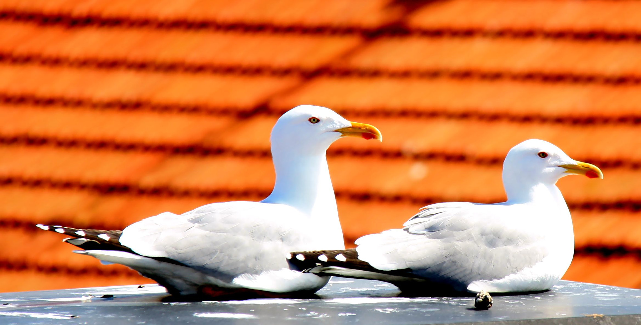 Canon EF-S 18-200mm F3.5-5.6 IS sample photo. Gaviotas photography