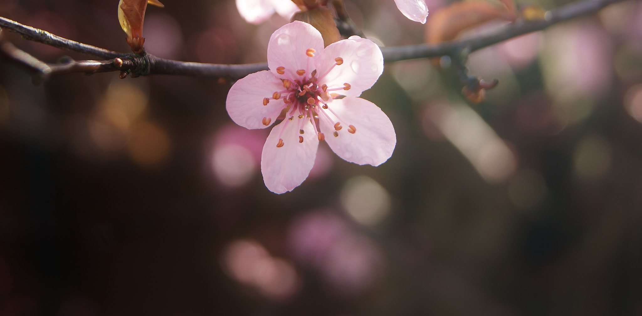 Sony Alpha DSLR-A380 sample photo. Pink plum dream ... photography