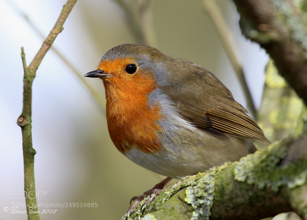 Canon EOS 7D Mark II sample photo. Eurasian robin photography