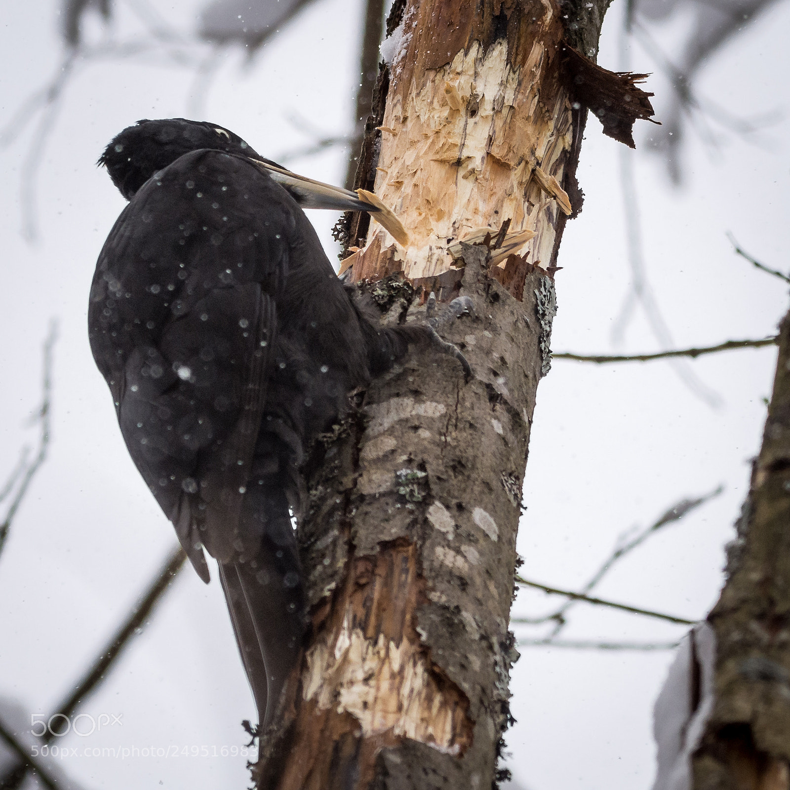 Nikon D7200 sample photo. Woodpecker photography