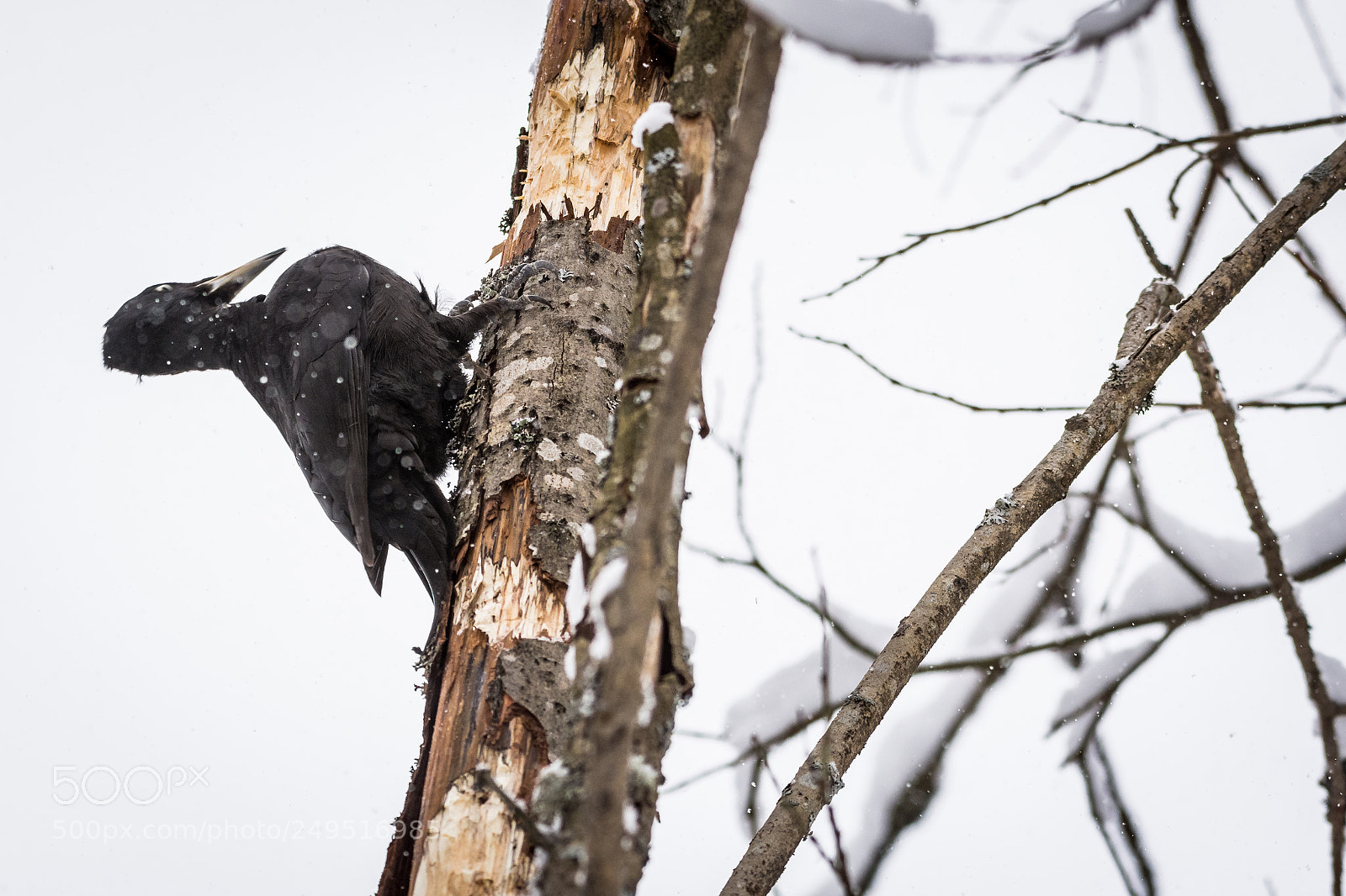 Nikon D7200 sample photo. Woodpecker photography
