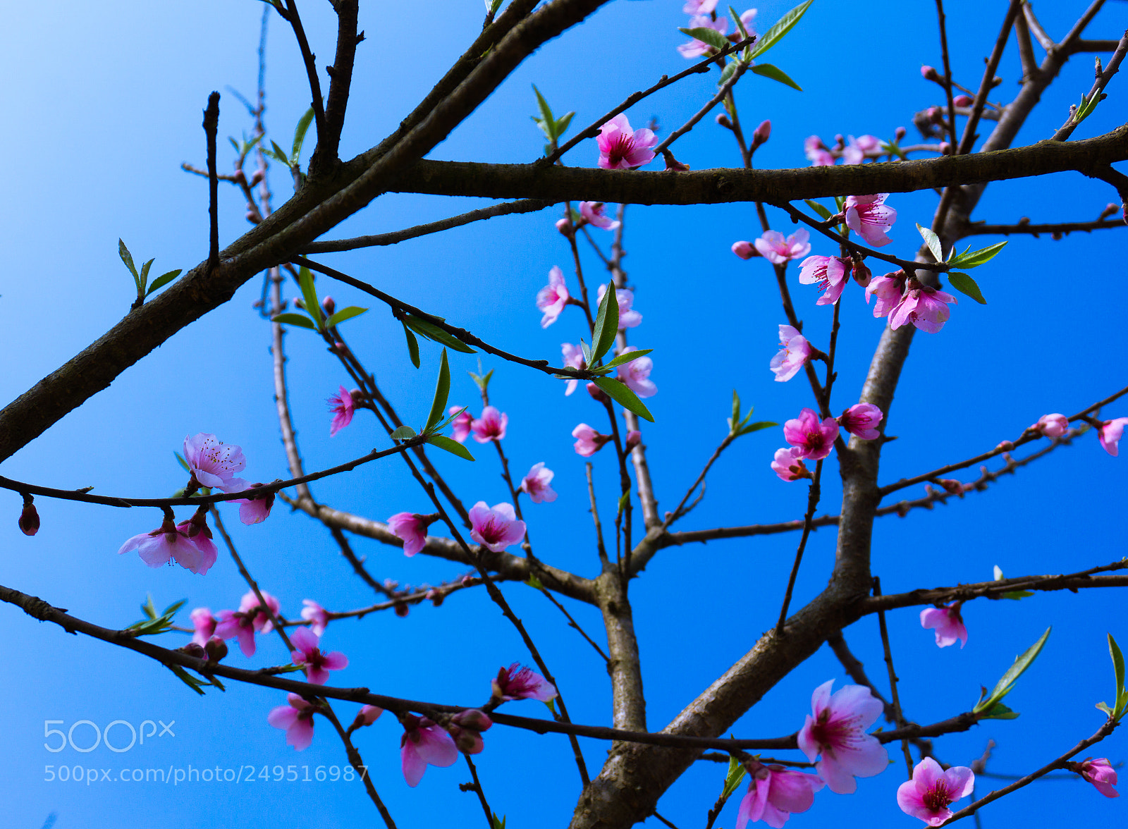 Sony a6000 sample photo. Peach blossom photography