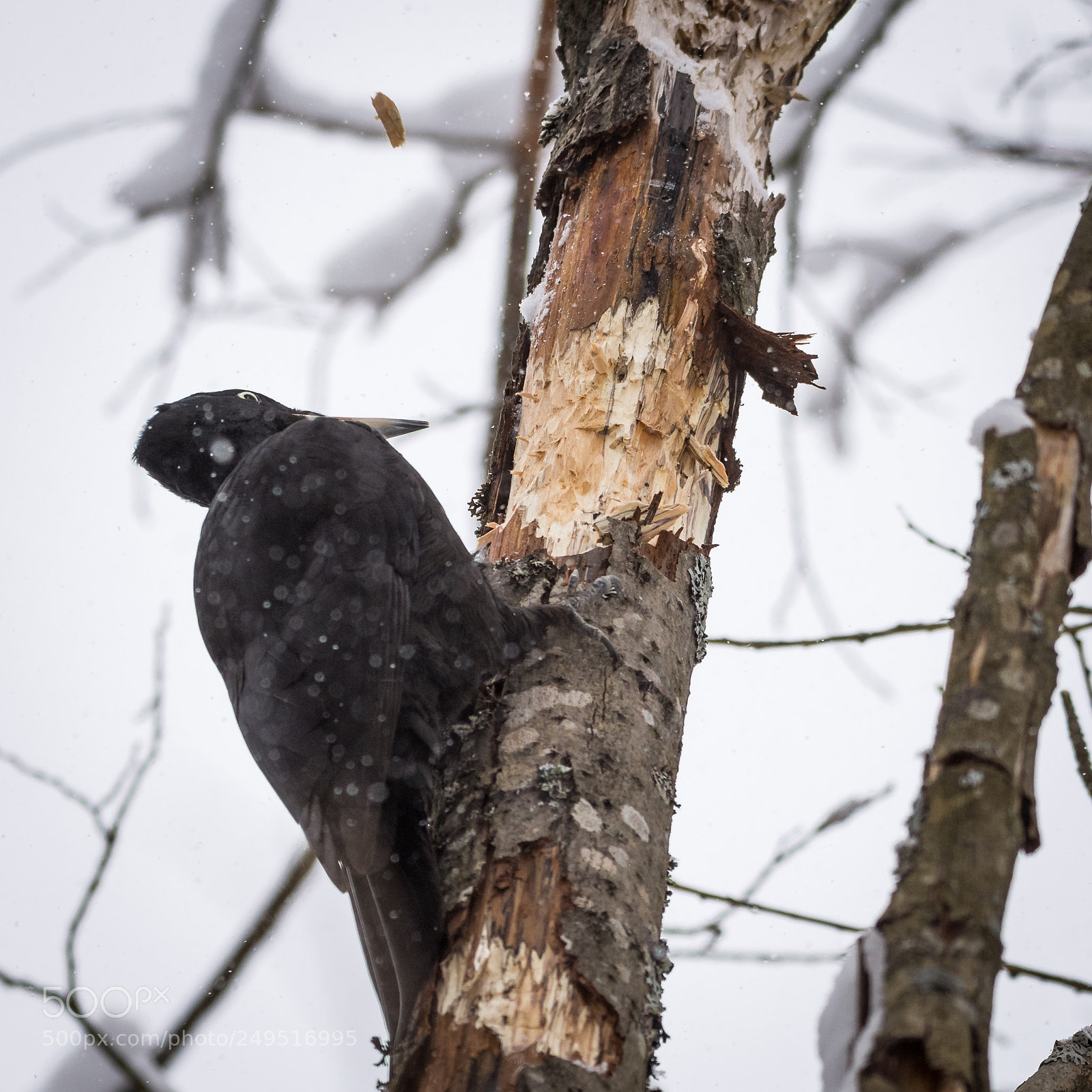 Nikon D7200 sample photo. Woodpecker photography