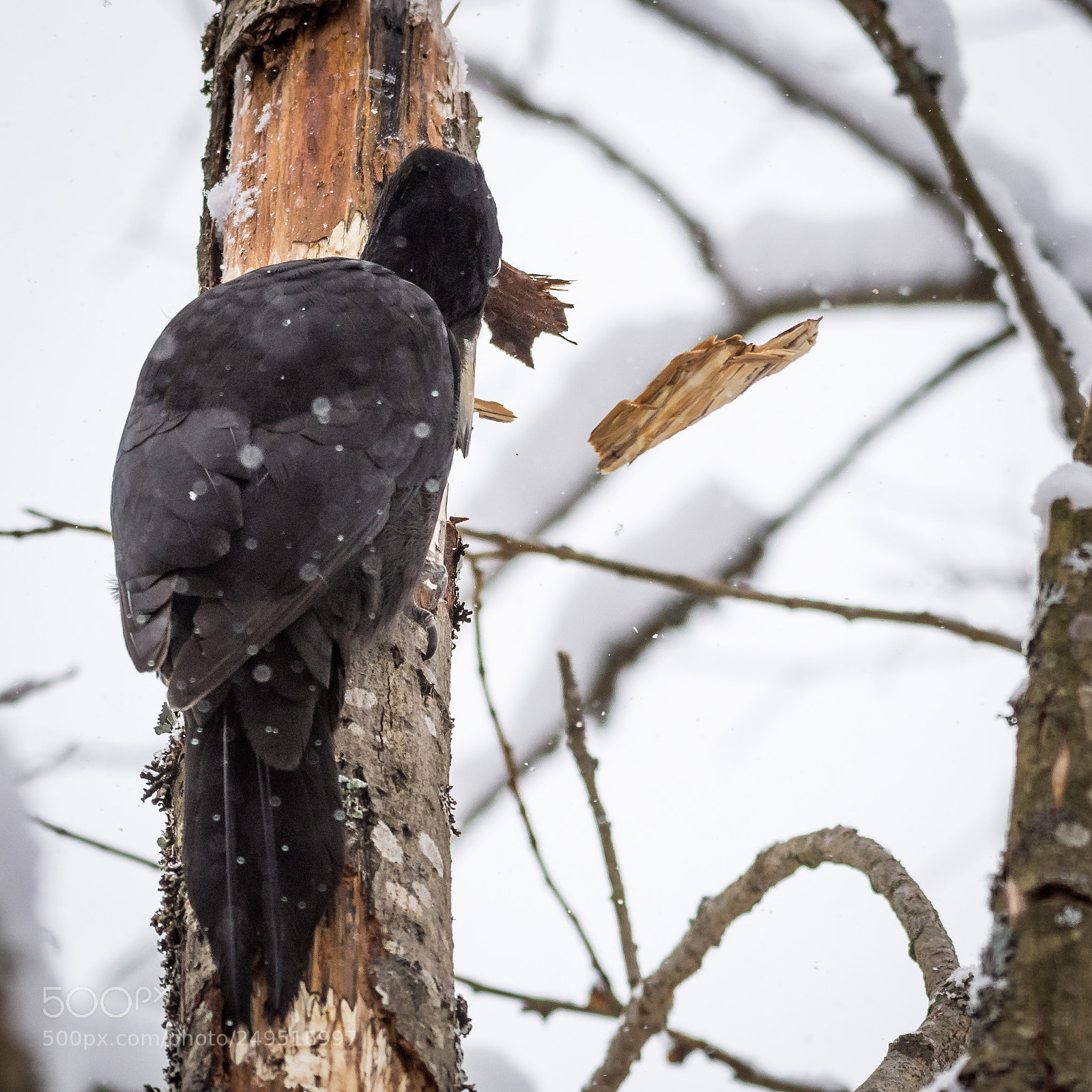 Nikon D7200 sample photo. Woodpecker photography