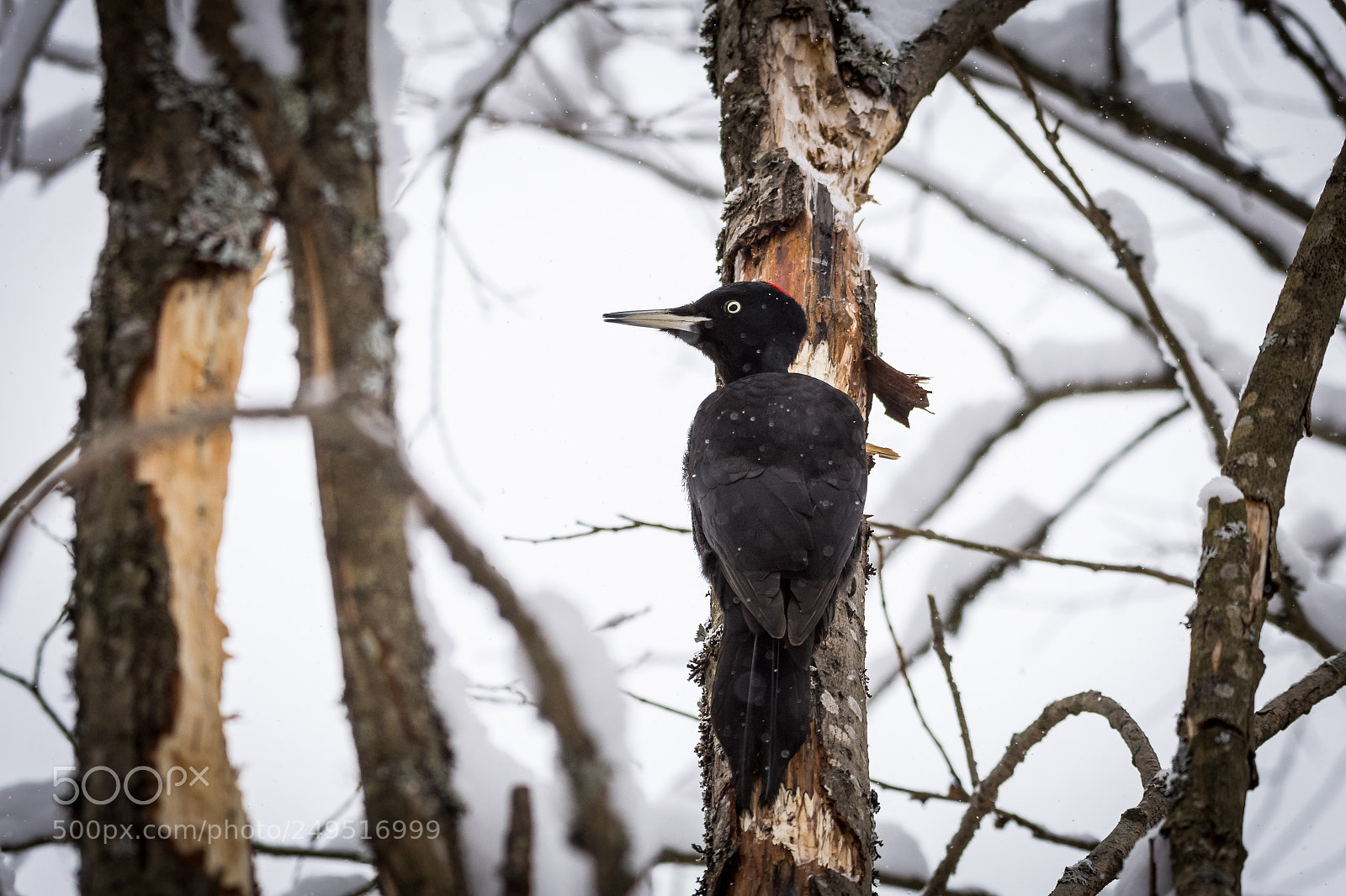 Nikon D7200 sample photo. Woodpecker photography