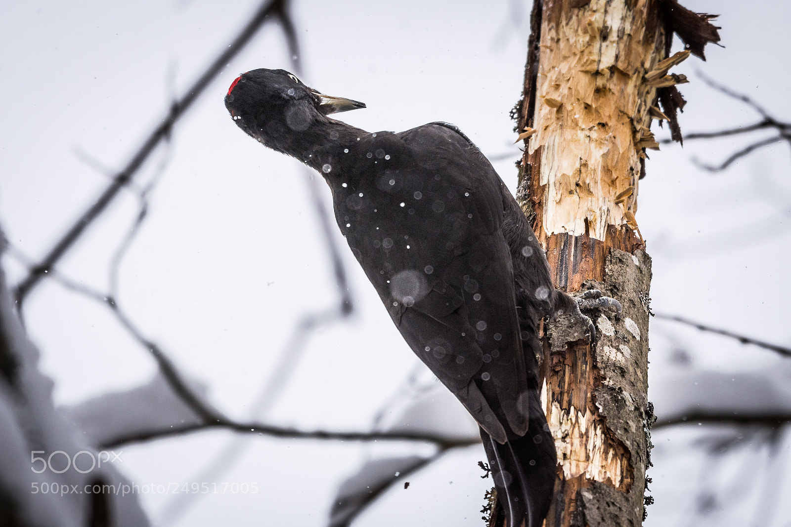 Nikon D7200 sample photo. Woodpecker photography