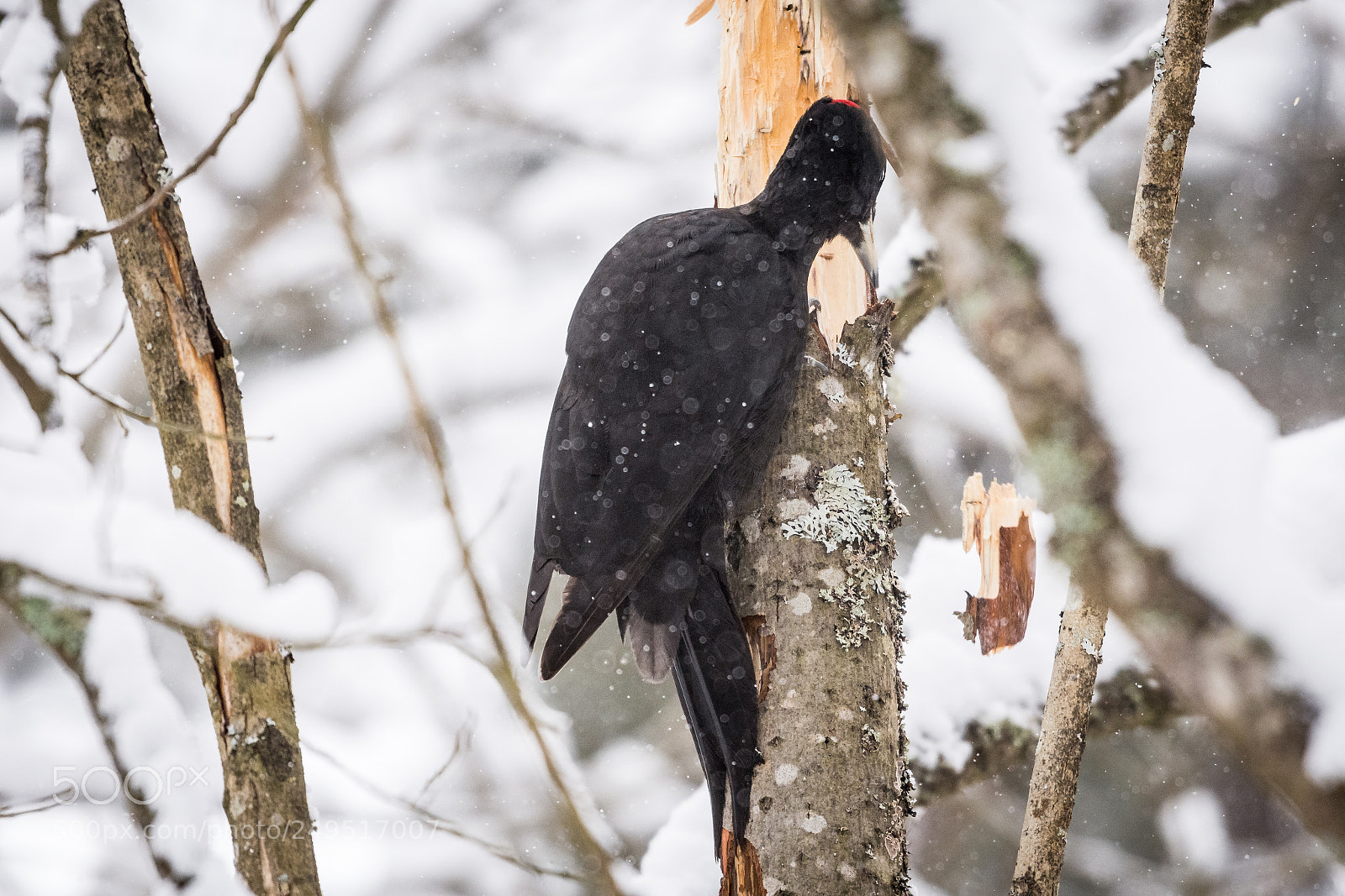 Nikon D7200 sample photo. Woodpecker photography