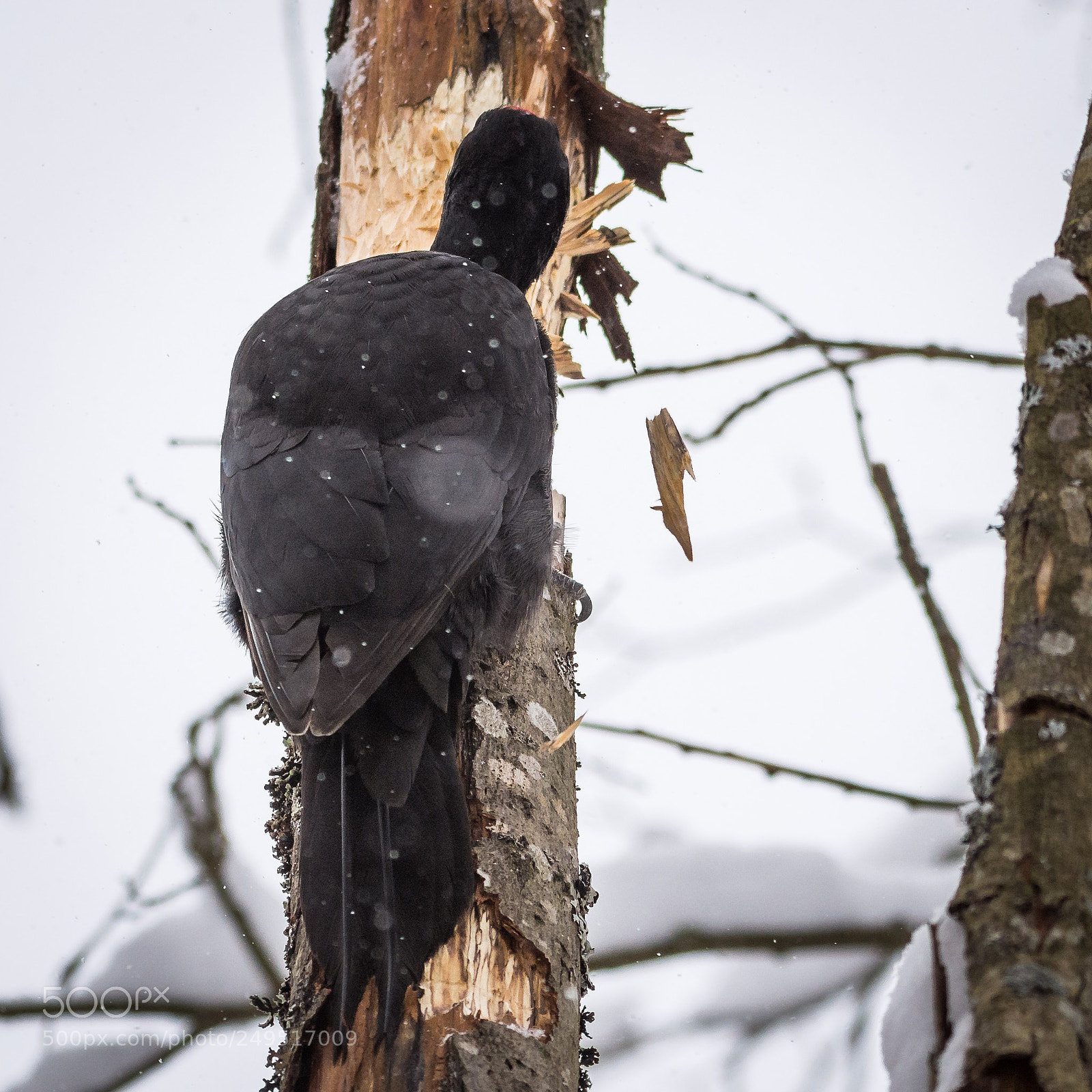 Nikon D7200 sample photo. Woodpecker photography