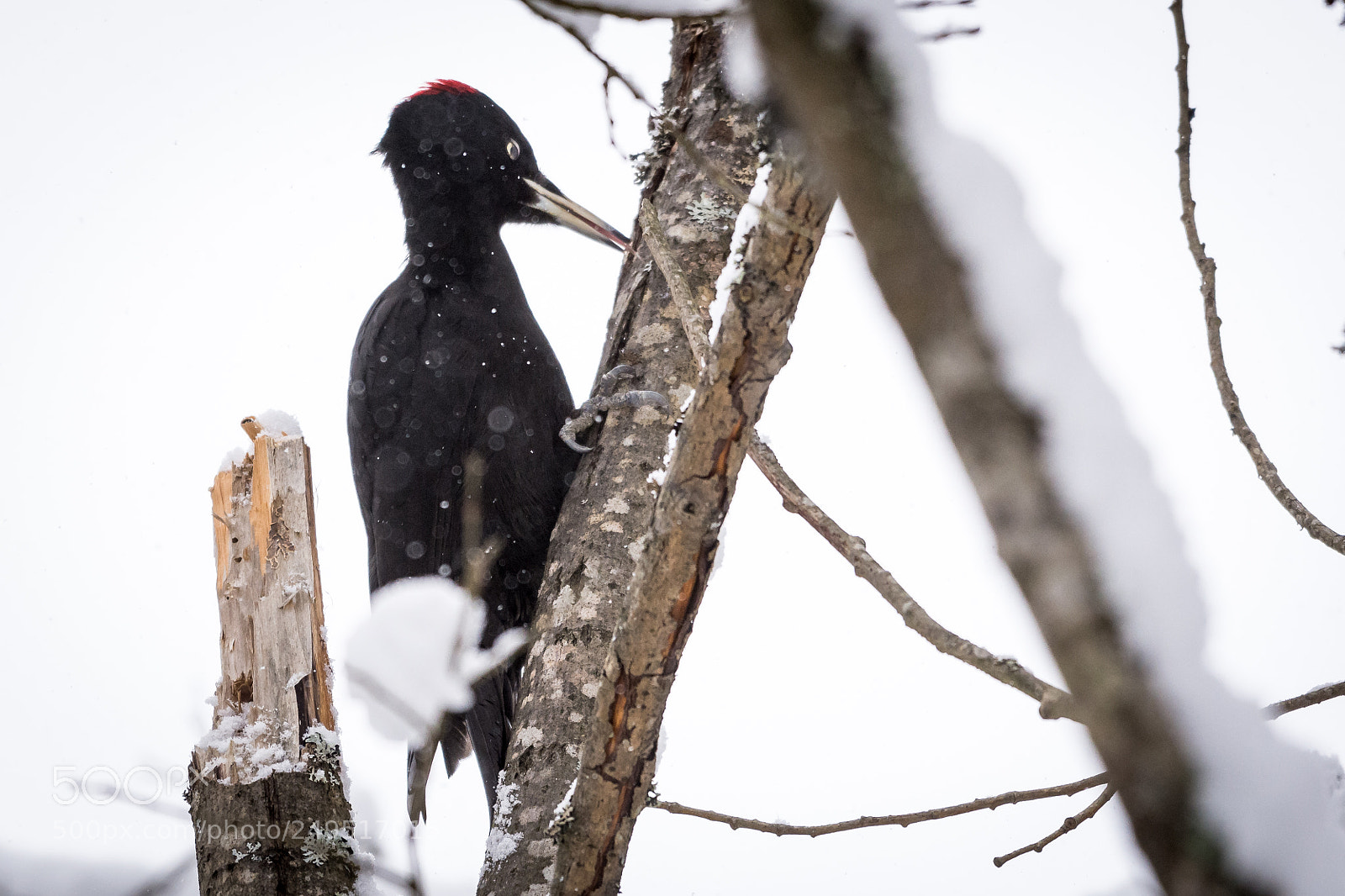 Nikon D7200 sample photo. Woodpecker photography