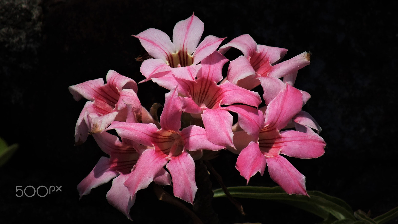 Fujifilm FinePix HS28EXR sample photo. Bunch of desert roses photography